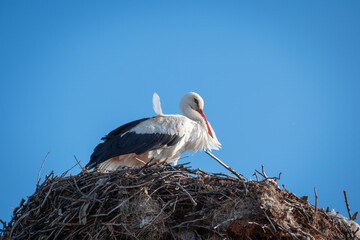 A large nest of storks on an old brick chimney of a plant. Stork in the nest.