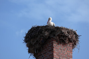 A large nest of storks on an old brick chimney of a plant. Stork in the nest.