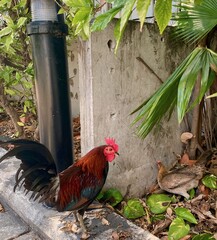 rooster on the go