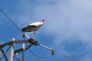 White stork on an electric pole on a background of beautiful cloudy sky