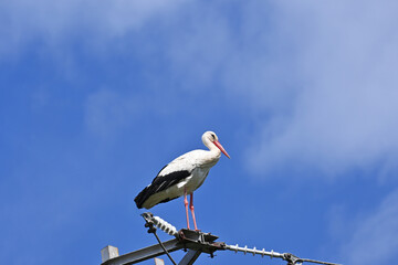 White stork on an electric pole on a background of beautiful cloudy sky