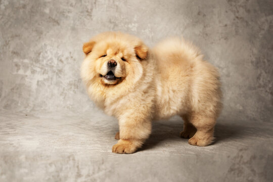Two cute fluffy chow chow puppies of light beige color on a gray background.