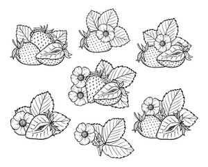 Vector strawberry line art illustration set with berries, leaves and flowers, hand drawn botanical outline drawing, monochrome sketch. Design elements for coloring book, background, pattern, packaging