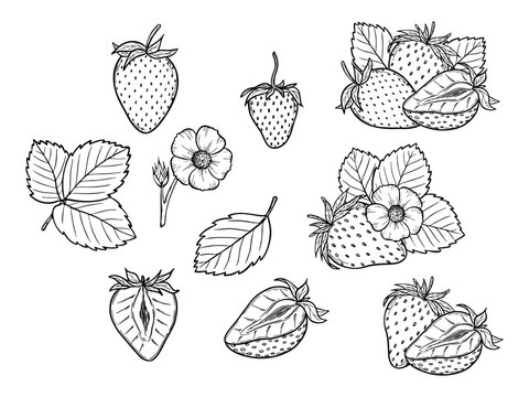 Vector strawberry line art illustration set with berries, leaves and flowers, hand drawn botanical outline drawing, monochrome sketch. Design elements for coloring book, background, pattern, packaging