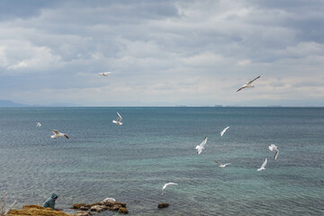Seagulls soar gracefully over the sparkling blue sea in Athens, creating a mesmerizing sight above.