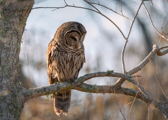 Barred Owl Resting in a Tree
