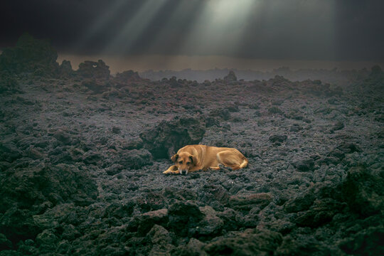 Faithful dog waiting alone for his friend