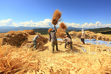 A group of farmers are baling rice after harvesting rice terraces at Ban Pa Bong Piang, Chiang Mai...