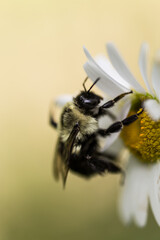 Closeup of a bumblebee on a daisy with minimal yellow background