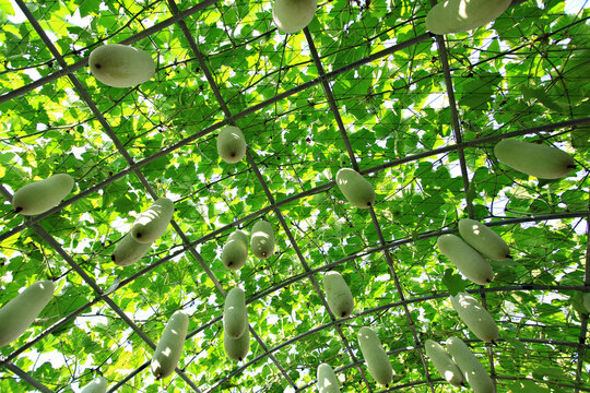 Mature winter melon fruits or Benincasa hispida are hanging in an organic greenhouse in Thailand 
