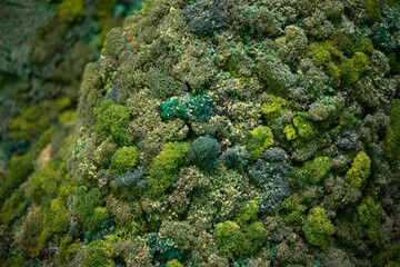 Moss on a rock. Moss layout. Various lichens.