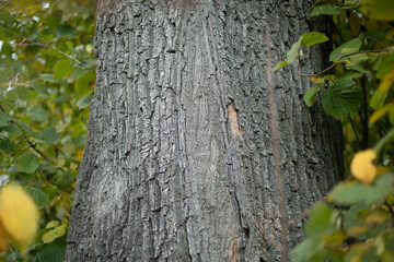 Tree trunk in the forest. Oak in summer. Oak bark.