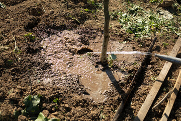 Planting trees in the park. Improvement of the park. Digging up soil.