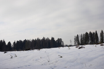 Winter landscape. Field in the snow. Felling in winter. Empty space.