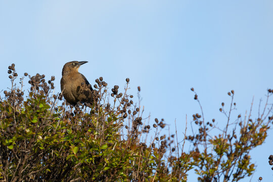 Great-tailed Grackle (Quiscalus mexicanus) perched in the top of the tree. Springtime - Turlock, California, USA