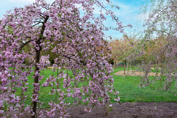 Fototapeta premium Vivid Cherry Blossoms Blooming at the Serene Park, Creating a Stunning Scene of Natures Beauty