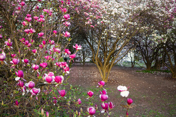 Beautiful Vibrant Pink Magnolia Blossoms Blooming in Springtime Garden