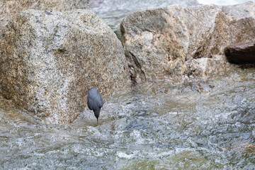 Naklejka premium An American Dipper (Cinclus mexicanus) dives into the water. Yosemite, California, USA