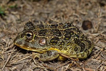 The newly discovered African bullfrog, Beytell's bullfrog (Pyxicephalus beytelli), found in Western Zambia