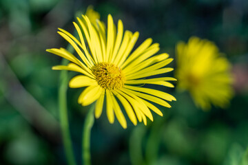 Vibrant Yellow Gerbera Daisy in Full Bloom