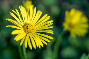 Vibrant Yellow Gerbera Daisy in Full Bloom