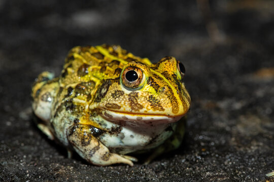 Frontal closeup of the newly discovered African bullfrog, Beytell's bullfrog (Pyxicephalus beytelli), found in Western Zambia