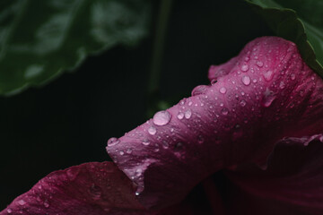 Pink hibiscus flower with rain drops