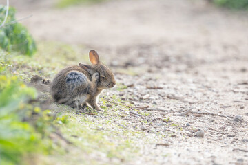 A cute bunny rabbit using its back paw to scratch its head.