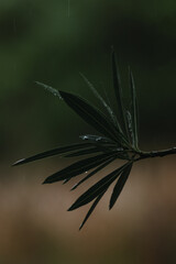 Oleander leaves with rainwater