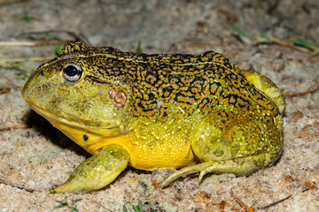 The newly discovered African bullfrog, Beytell's bullfrog (Pyxicephalus beytelli), found in Western...