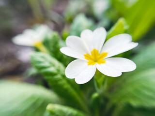 white primrose flowers growing in the garden