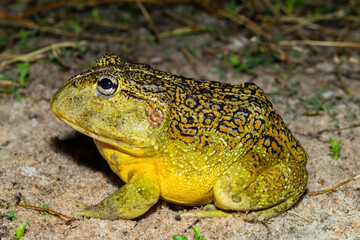 The newly discovered African bullfrog, Beytell's bullfrog (Pyxicephalus beytelli), found in Western...
