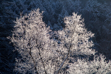 Frost Covered Trees in Winter