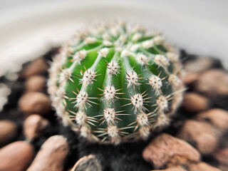 A small round cactus with thorns grows in a pot