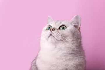 Head of cute white cat isolated on pink background, looks up
