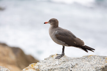 Heermann's Gull (Larus heermanni) in immature, juvenile or non breeding plumage.