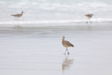 Whimbrel (Numenius) on sandy beach Carmel by the Sea, California. March, USA