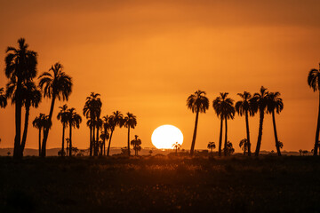 Sunset in the countryside with silhouette of palm trees