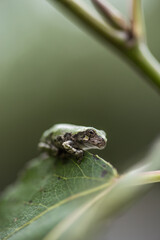 Closeup of a young tree frog on a leaf