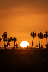 Sunset in the countryside with silhouette of palm trees