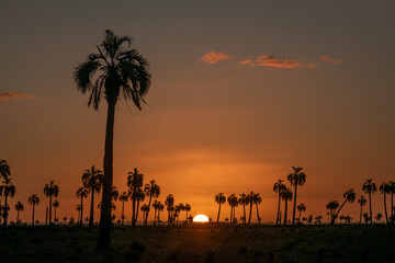 Sunset in the countryside with silhouette of palm trees