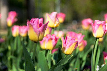 pink tulips in the garden