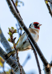 European Goldfinch (Carduelis carduelis) - Found across Europe, Asia & North Africa