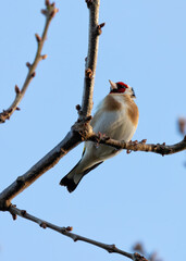 European Goldfinch (Carduelis carduelis) - Found across Europe, Asia & North Africa