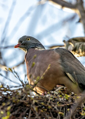 Wood Pigeon (Columba palumbus) - Widespread across Europe and Asia