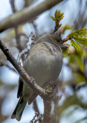 Chaffinch (Fringilla coelebs) - Widespread across Europe, Asia, and North Africa