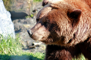 Grizzly bear looking off into the distance