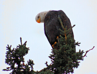 Bald Eagle