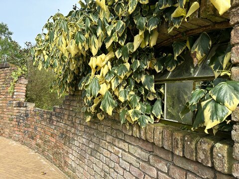 Appeltern, Netherlands, April 7, 2024: Ruin garden. Stylish ruin scene with window and brick wall. Hedera colchica &lsquo;Dentata Variegata&rsquo; (Ivy) on the wall. The plant is winter-hardy