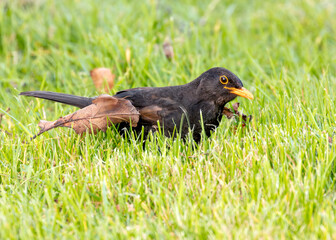 Blackbird (Turdus merula) - Europe, North Africa, and parts of Asia